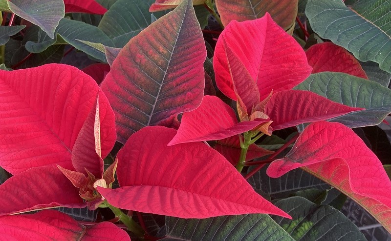 red poinsettia