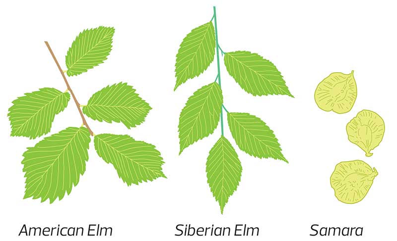 elm tree identifiers