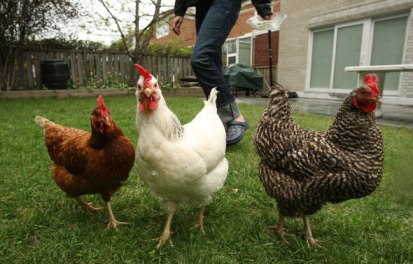 hens in a yard