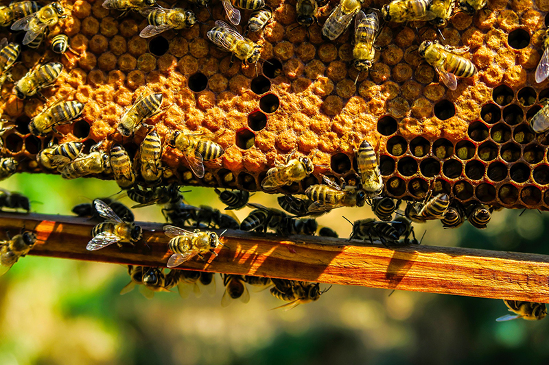 bees on honeycomb