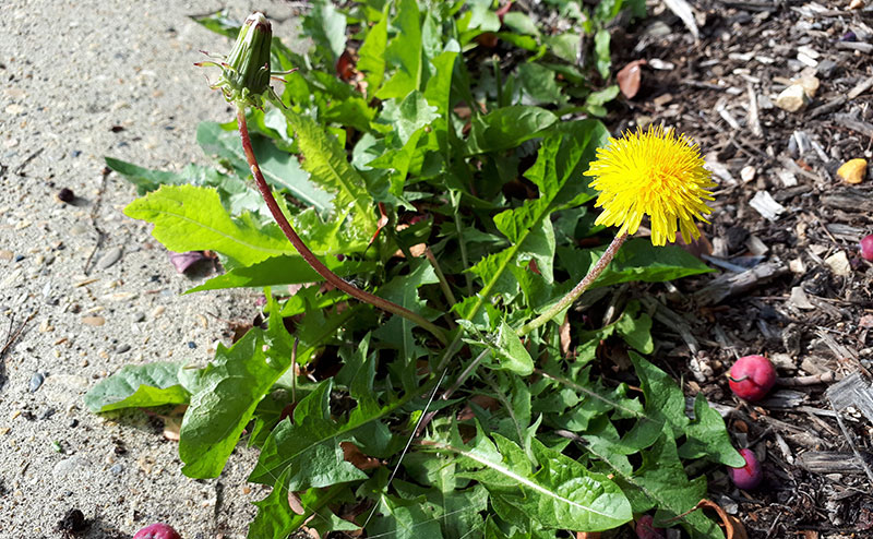 A dandelion growing on a sidewalk.