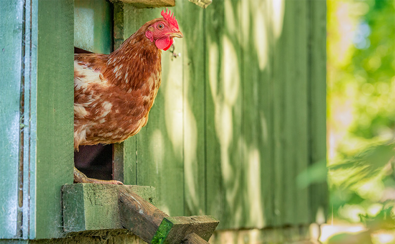 Hen in a coop