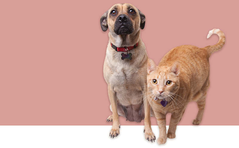 A dog and a cat with a pink background.