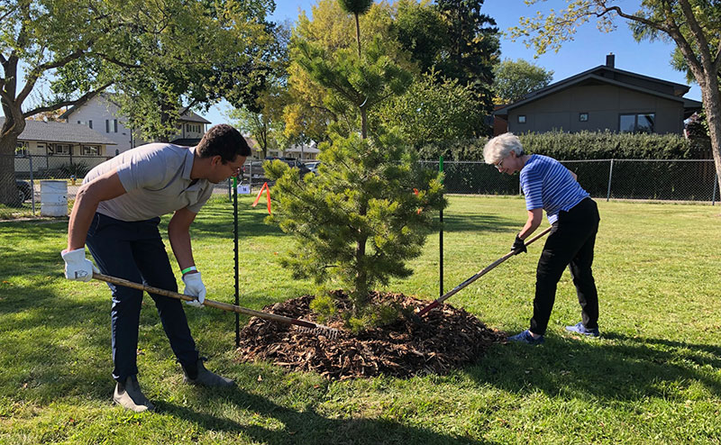 Volunteers planting a tree in a park.