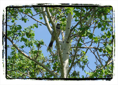 Greenfield Treestand