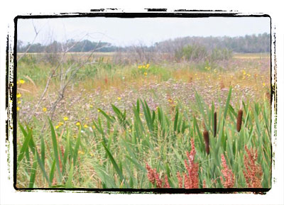 Henry Singer Wetlands