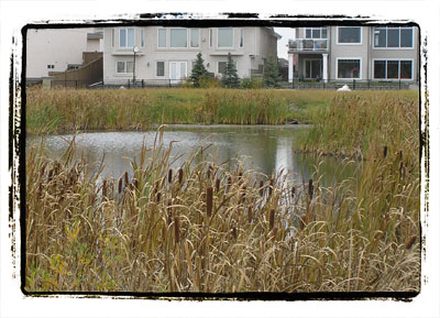 Hodgson Wetland