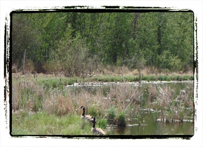 Maple Ridge Wetland