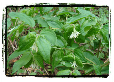 North Virginia Park Woodland