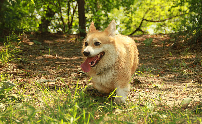 small dog off leash in grass