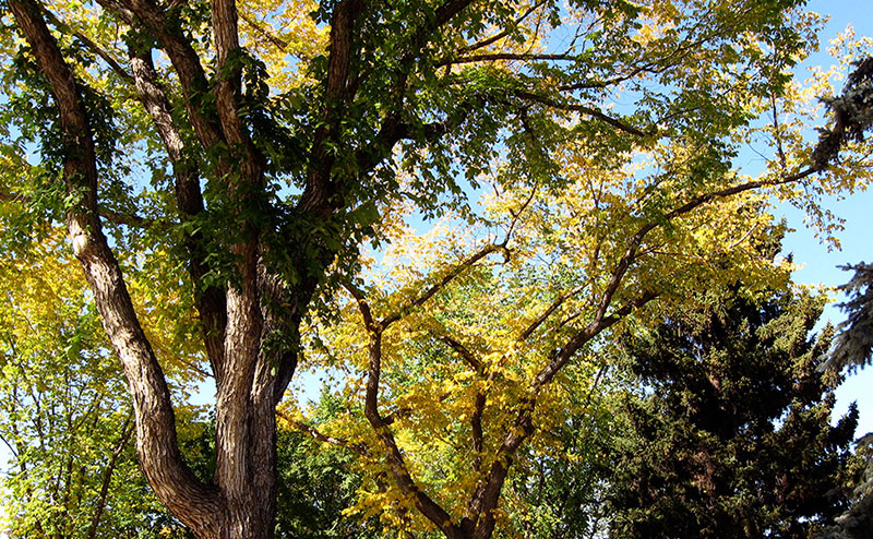 group of trees in autumn