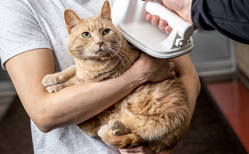 person holding cat