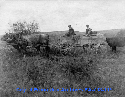 Oxen pulling a wagon