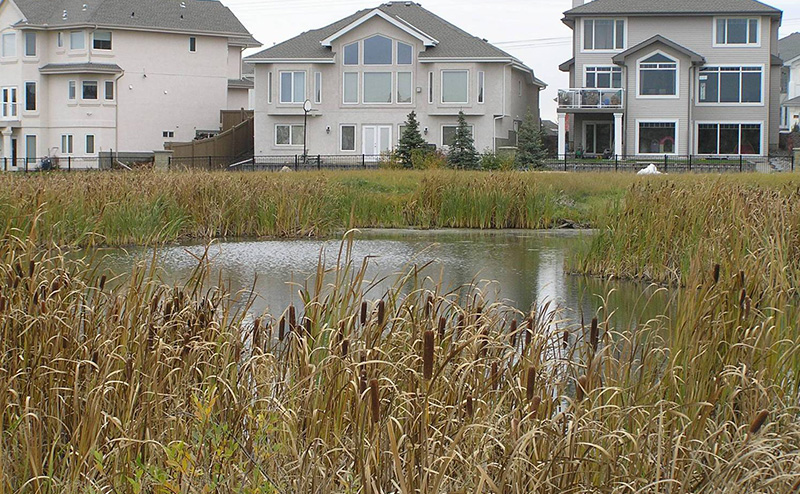 Hodgson wetland