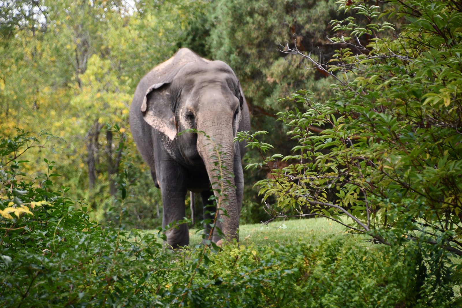 Elephant among trees.