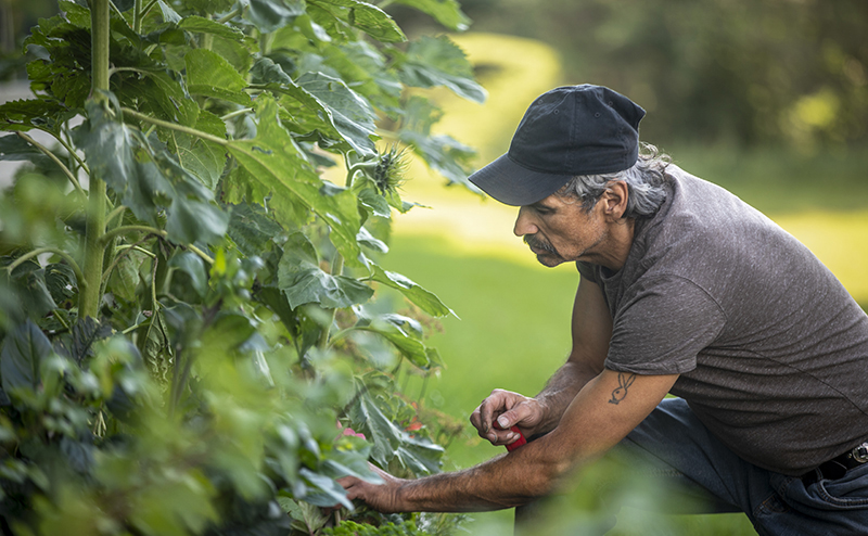 man pruning plants in garden