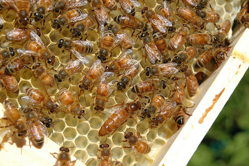 Bees in a hive