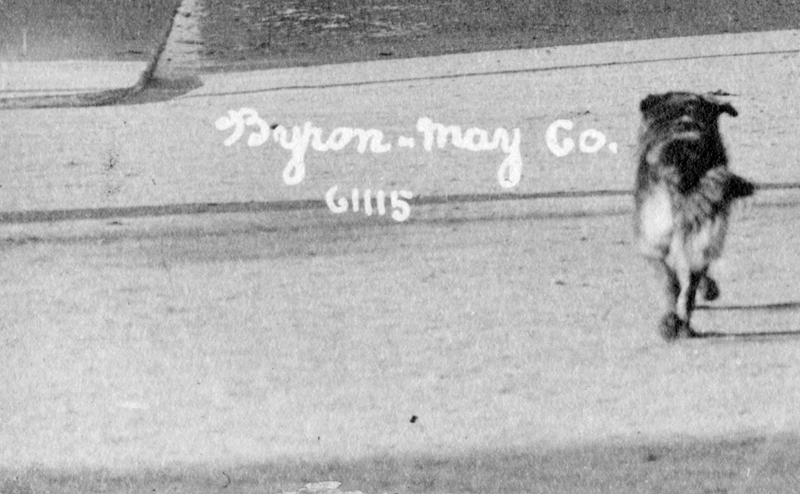 Black and white photo of the back of a dog as it walks away. Handwritten text on the photo reads "Byron-May Co. 61115"