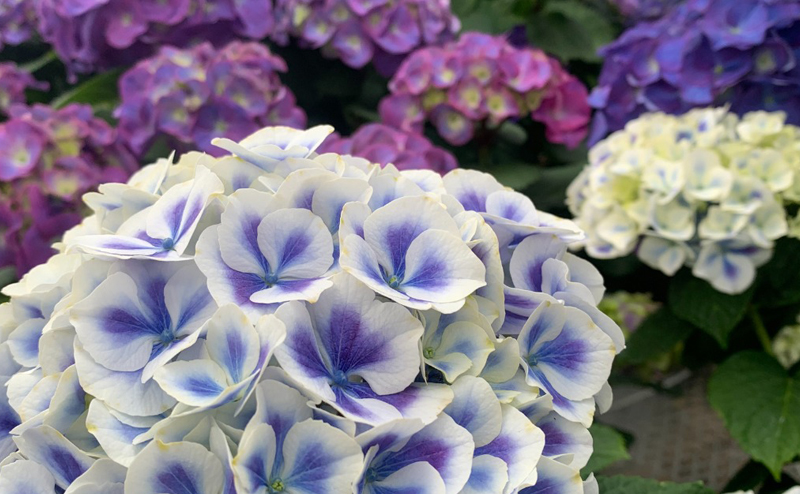 Flowers in various colours