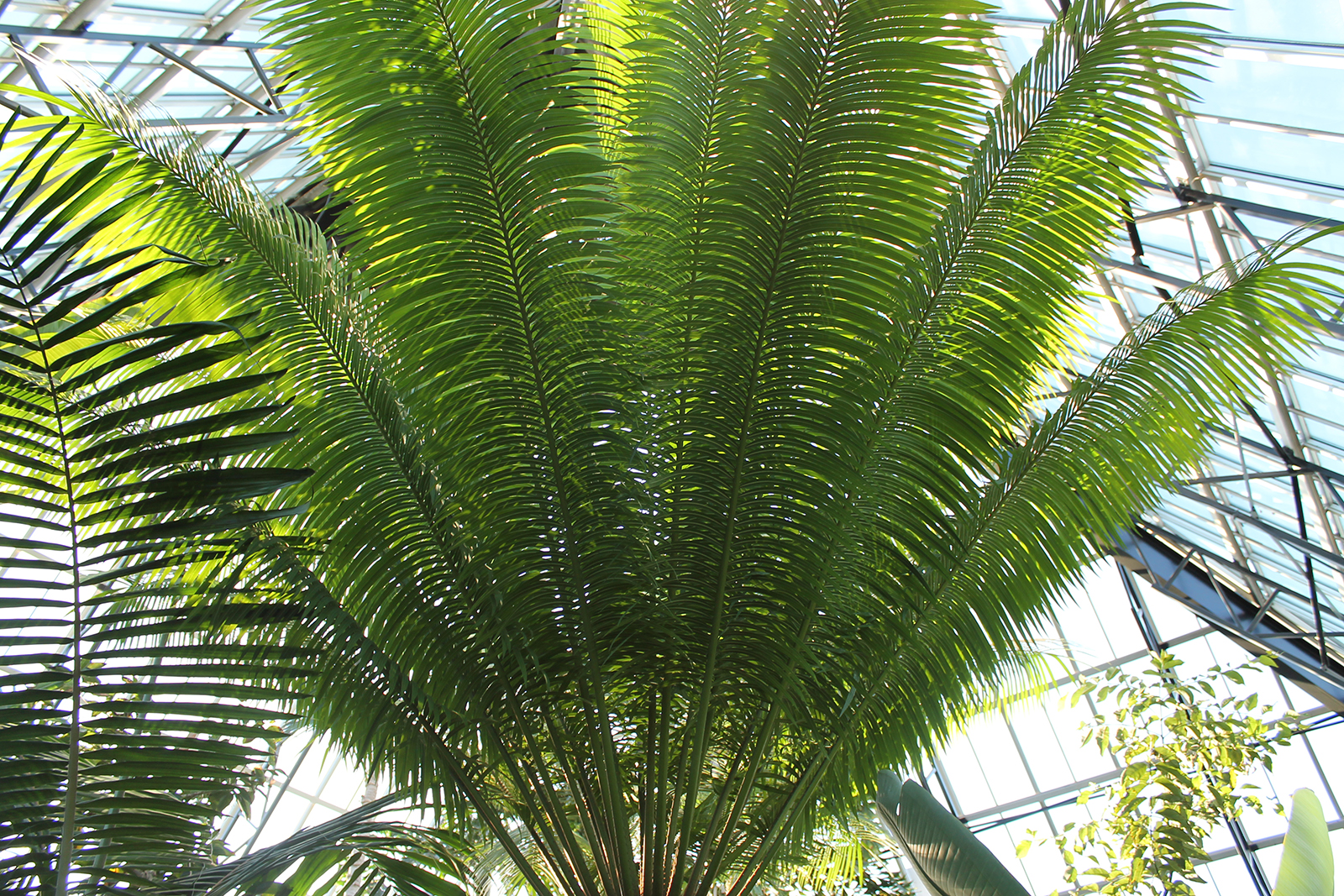 Queen Sago Palm