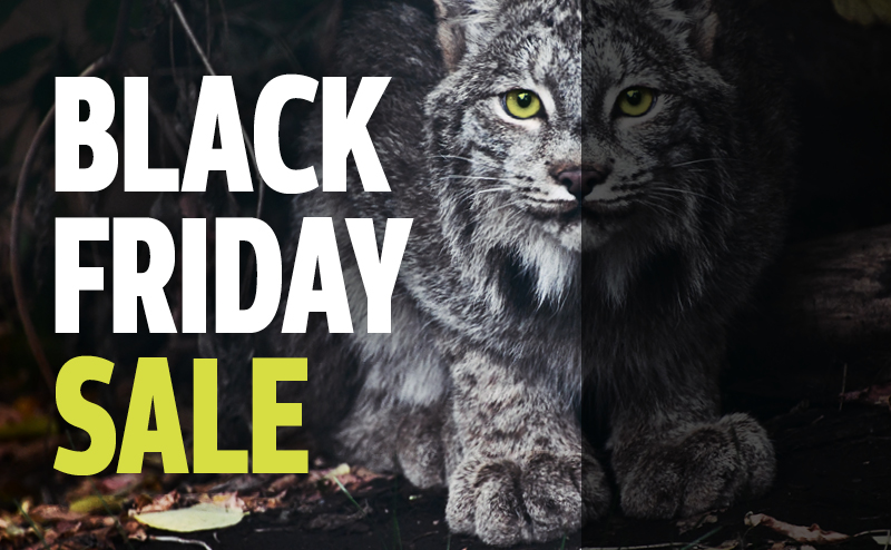 A lynx with the text "Black Friday Sale" superimposed.