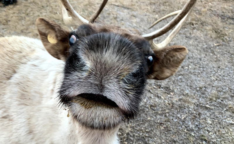 A caribou with its nose up close to the viewer
