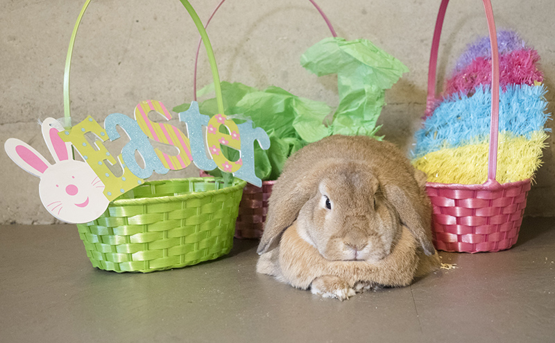 Photo of a live bunny sitting in front of three Easter baskets. The left-most basket says "Easter" with a cartoon bunny face next to it.