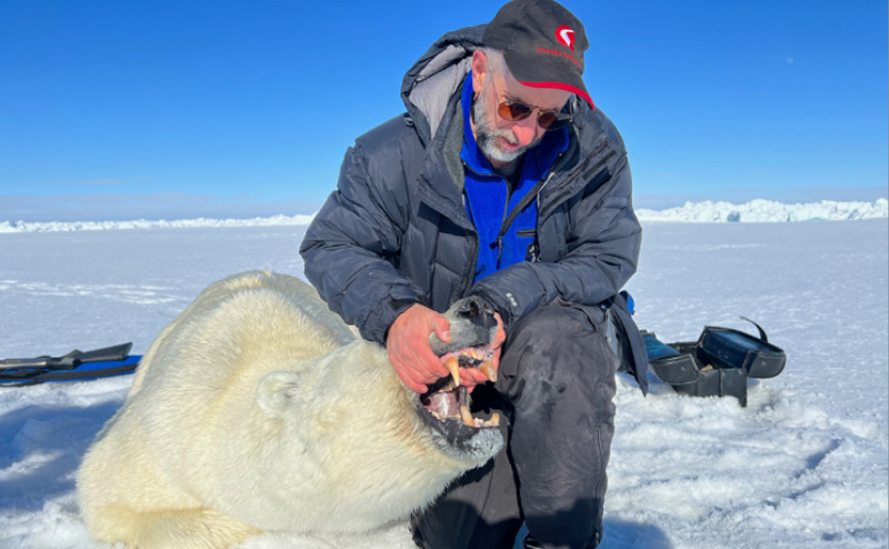 A man examining a polar bear.