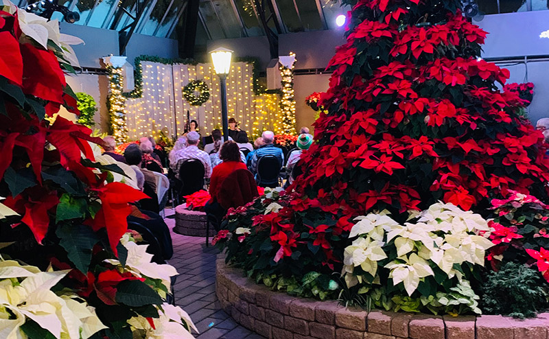 poinsettia display