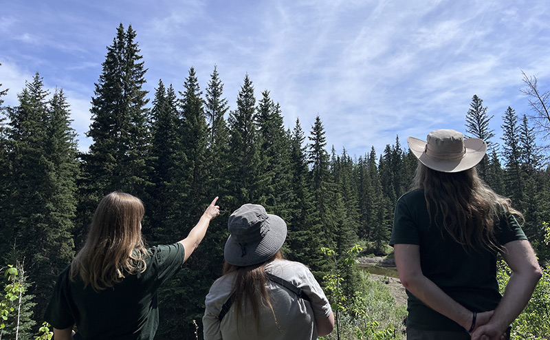 3 people look at the forest