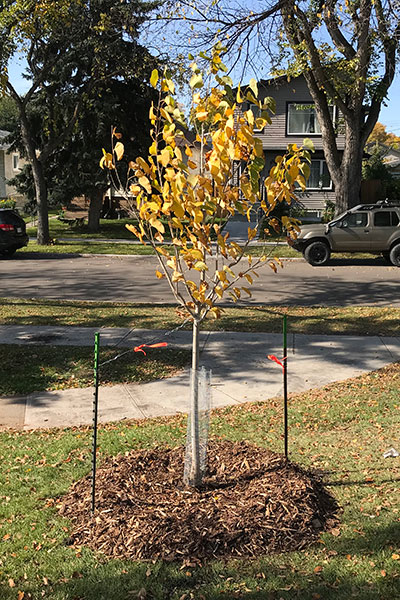 A newly planted tree