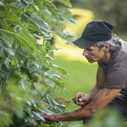 person in garden tending to plants