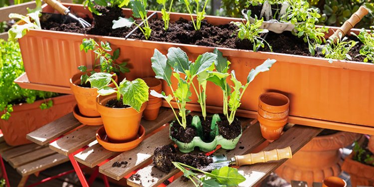 pots with soil and vegetable plant seedlings