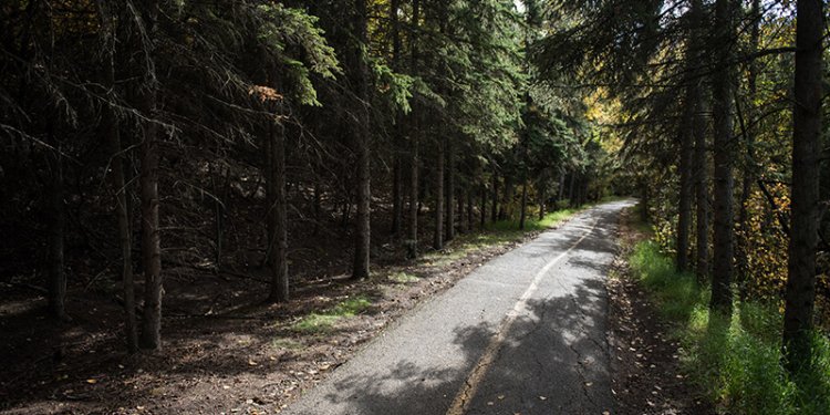 trail with fir trees