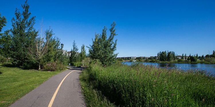trees beside road and stormwater pond