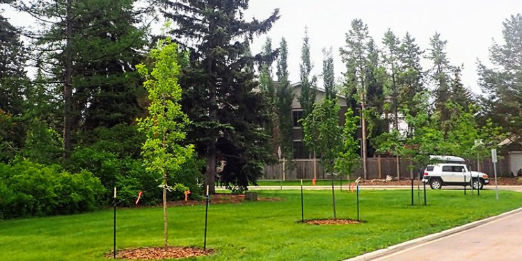 trees on City property