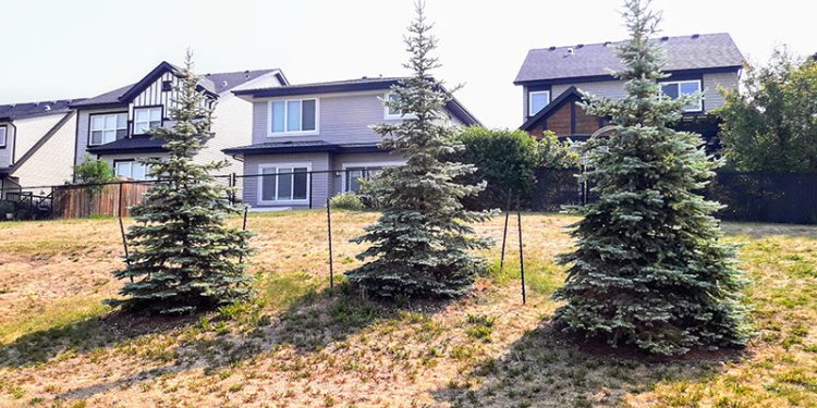 tree planted on City property