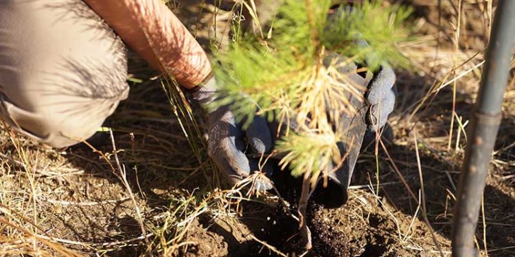 hand planting tree sapling