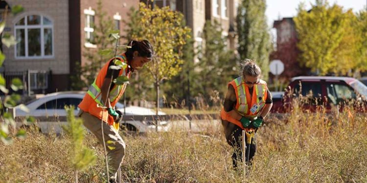 two persons in field planting trees