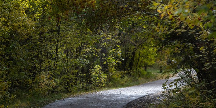 trail with trees