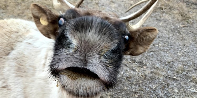 caribou