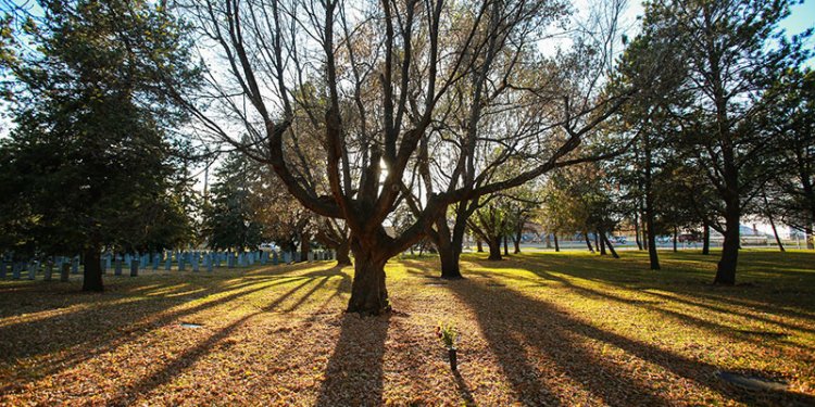 cemetery with headstones