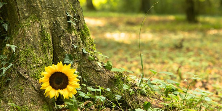 green plant in ground