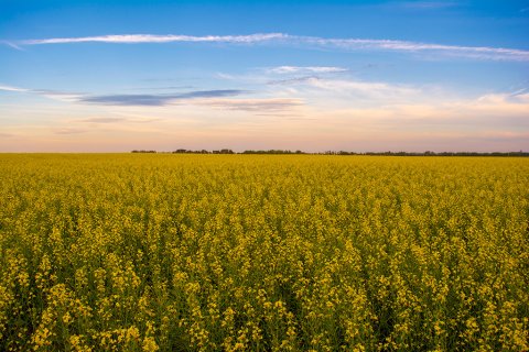 Canola field