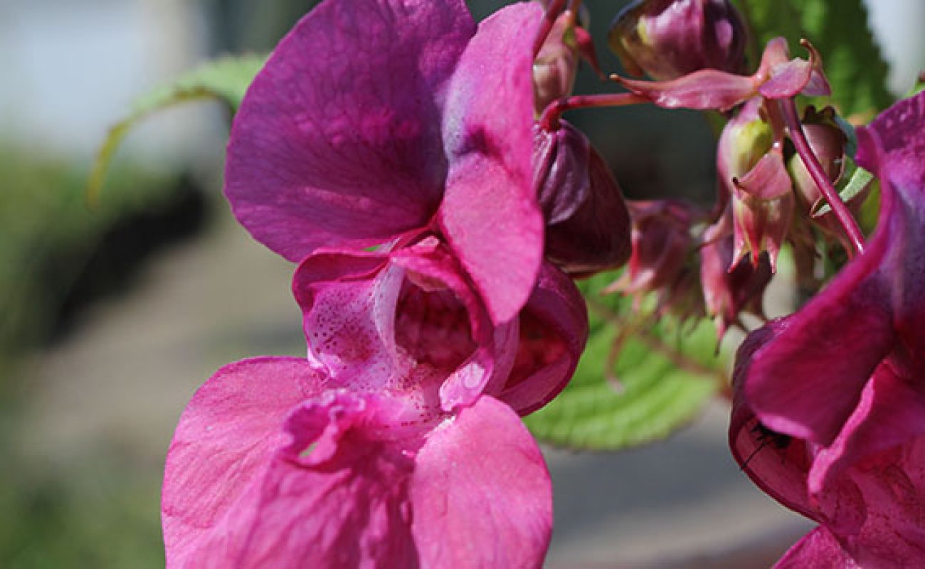 Himalayan Balsam