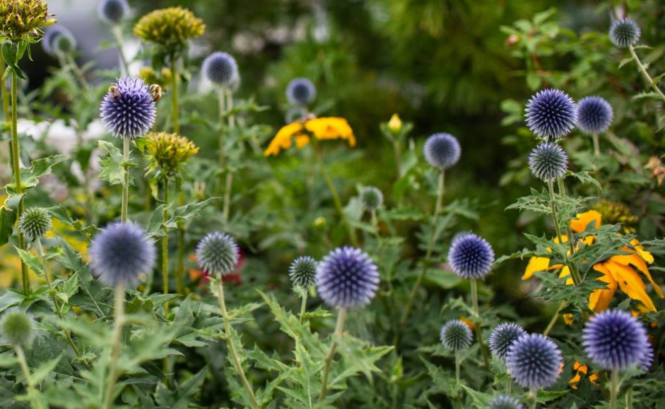 Flowers