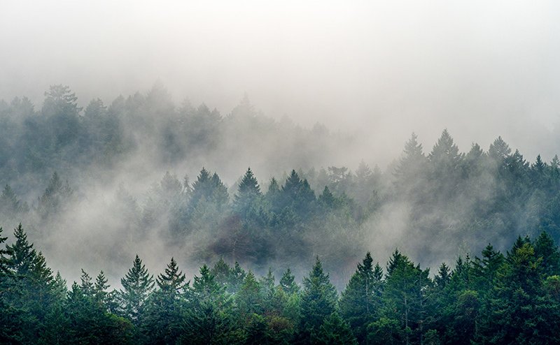 trees with smoke