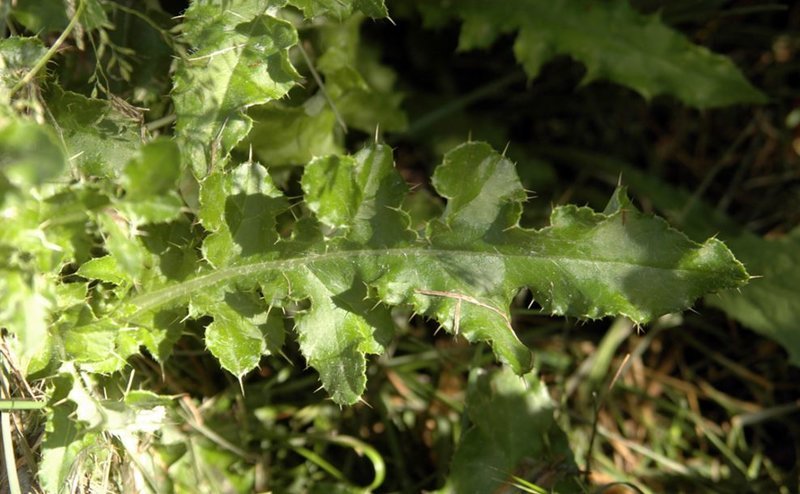 thistle
