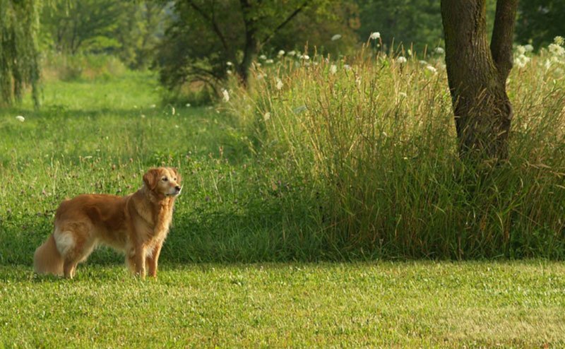 dog in grassy field