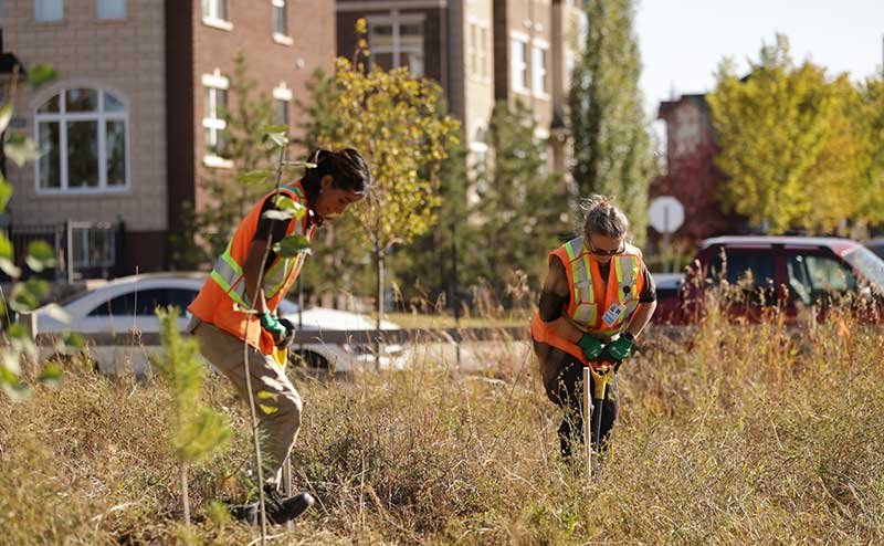 two persons planting tree saplings